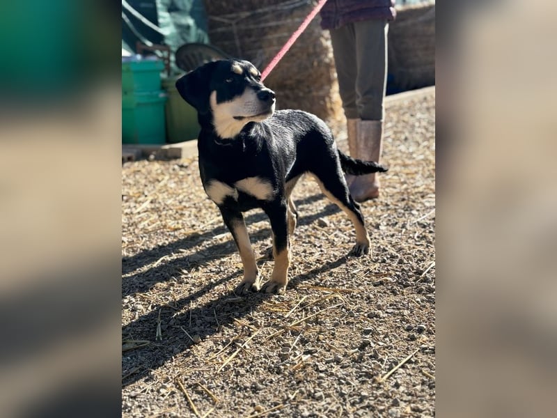 LAIKA - wenn ich groß bin möchte ich eine richtige Familienhündin sein!
