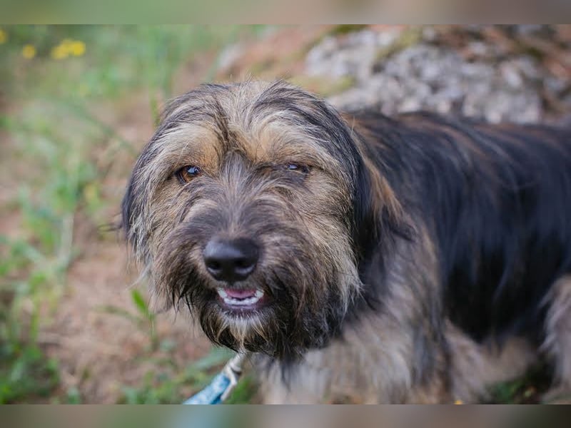 LUNA - das sanfte, kleine Hundemädchen sucht ein ruhiges, liebevolles Zuhause
