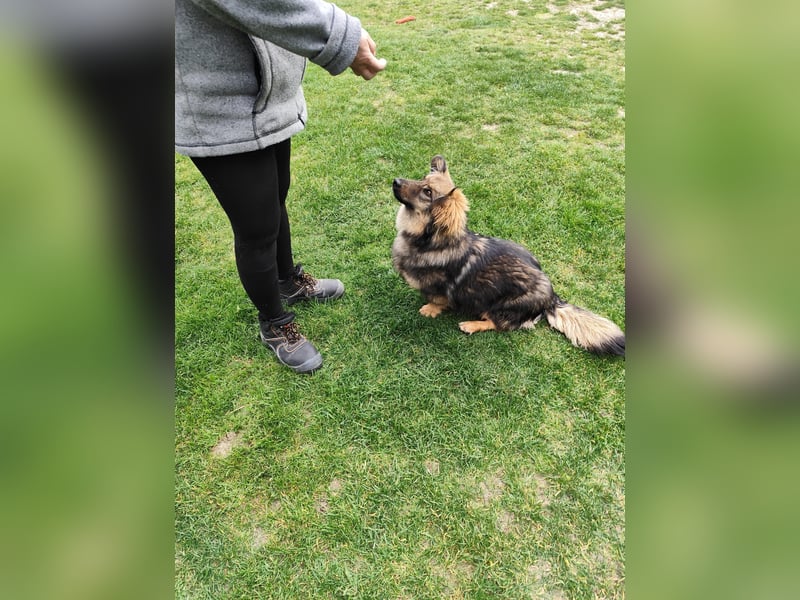 TALLY - die verschmuste, fröhliche Hündin sucht eine unternehmungslustige Familie
