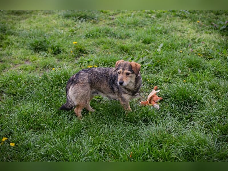 Motte - Kleines Hundemädel sucht Familie zum knuddeln und schmusen