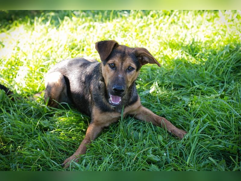 STINA - die aufgeweckte Junghündin liebt es zu spielen und zu kuscheln