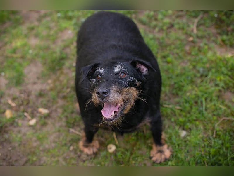 REENA - wer möchte mit mir Gassi gehen, spielen, lernen und mir ein Zuhause schenken?
