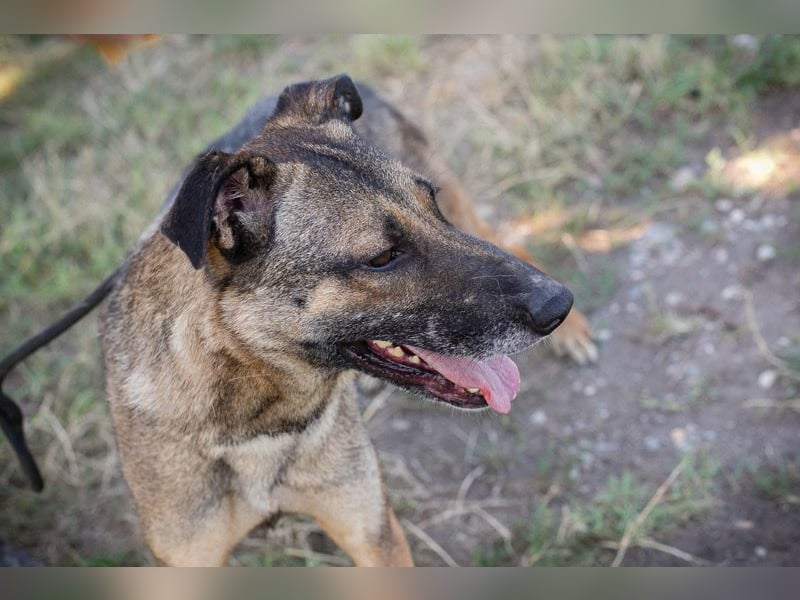MARLEE - die aktive und verspielte Hündin freut sich auf tolle Abenteuer mit ihrer Familie