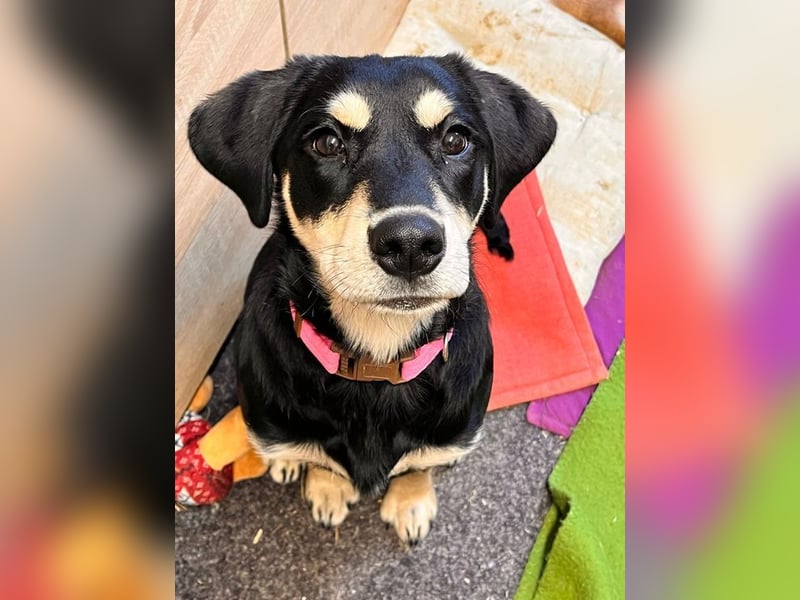 LAIKA - wenn ich groß bin möchte ich eine richtige Familienhündin sein!