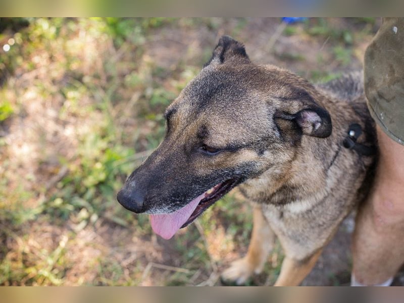 MARLEE - die aktive und verspielte Hündin freut sich auf tolle Abenteuer mit ihrer Familie