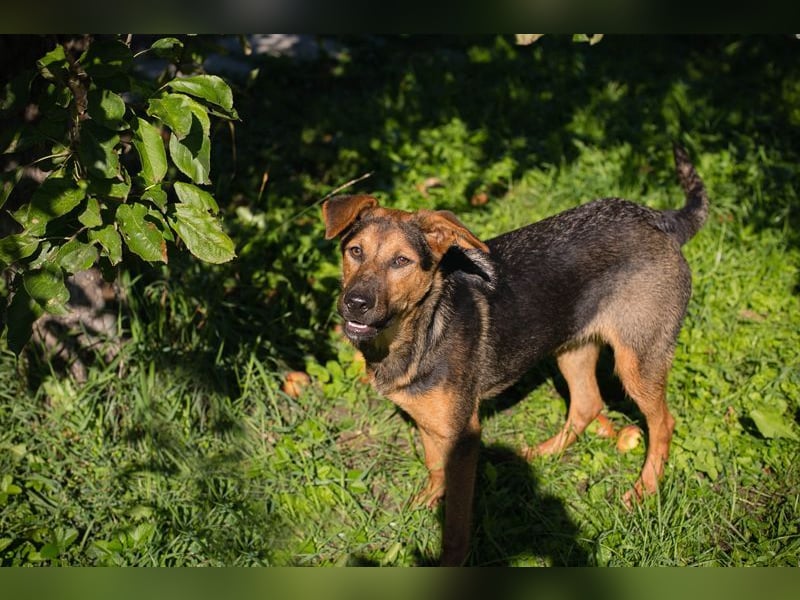 STINA - die aufgeweckte Junghündin liebt es zu spielen und zu kuscheln