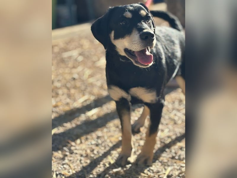 LAIKA - wer zeigt der süßen Maus, wie schön ein Hundeleben sein kann?