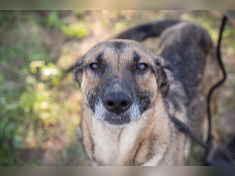 MARLEE - die aktive und verspielte Hündin freut sich auf tolle Abenteuer mit ihrer Familie