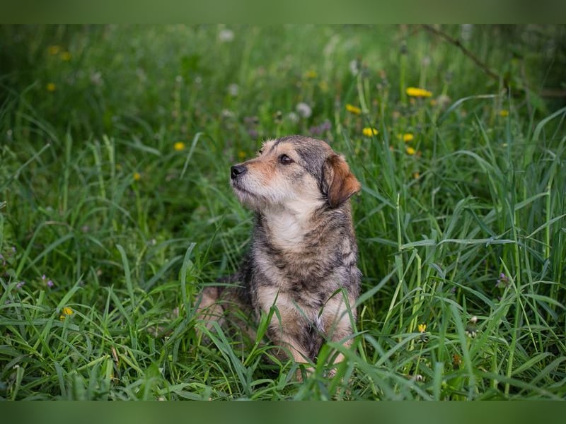 Motte - Kleines Hundemädel sucht Familie zum knuddeln und schmusen