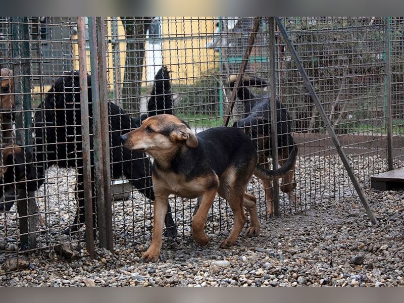 LARA - die vorsichtige und zurückhaltende Hündin sucht liebe Menschen mit Hundeerfahrung