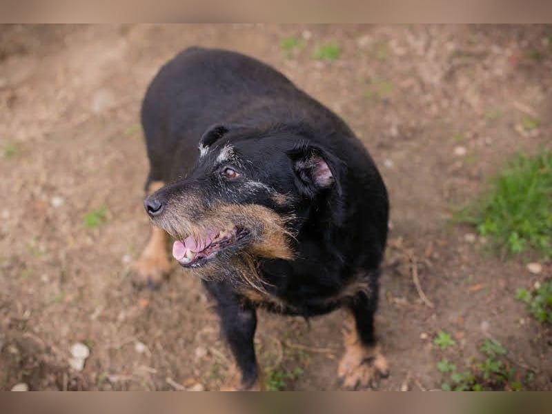 REENA - die liebe Maus sucht ein verantwortungsvolles, liebevolles Zuhause!