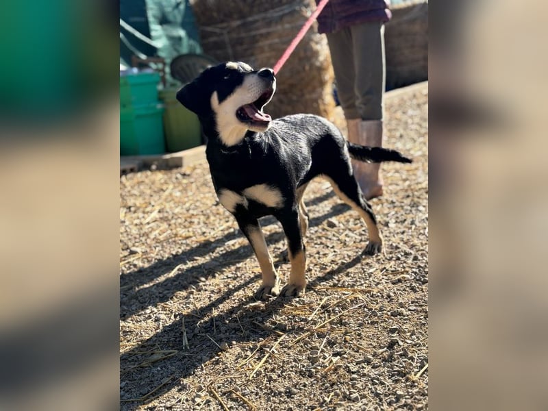 LAIKA - wer zeigt der süßen Maus, wie schön ein Hundeleben sein kann?