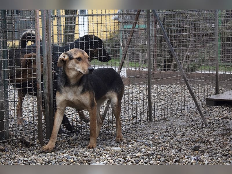 LARA - die soziale Hündin ist noch zurückhaltend und sucht hundeerfahrene Menschen