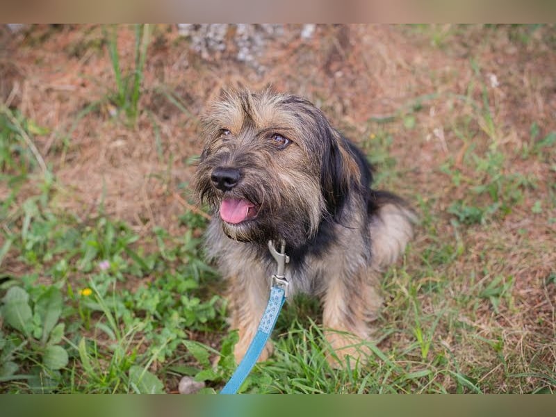 LUNA - das sanfte, kleine Hundemädchen sucht ein ruhiges, liebevolles Zuhause