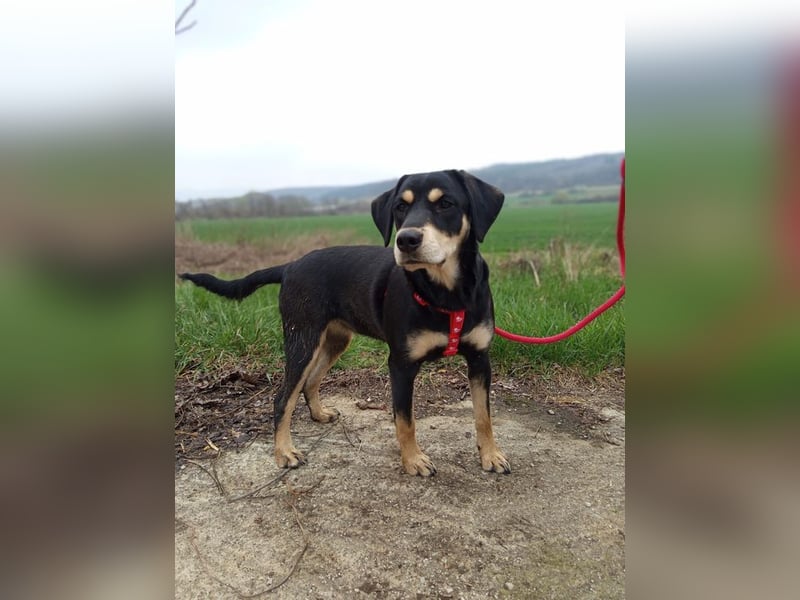 LAIKA - wenn ich groß bin möchte ich eine richtige Familienhündin sein!