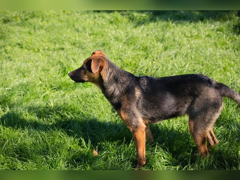 STINA - die aufgeweckte Junghündin liebt es zu spielen und zu kuscheln