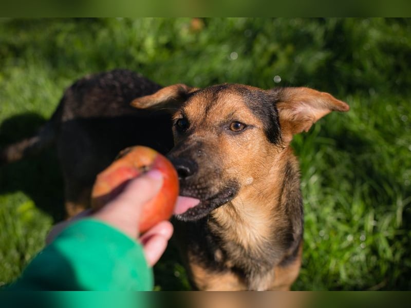 STINA - die aufgeweckte Junghündin liebt es zu spielen und zu kuscheln