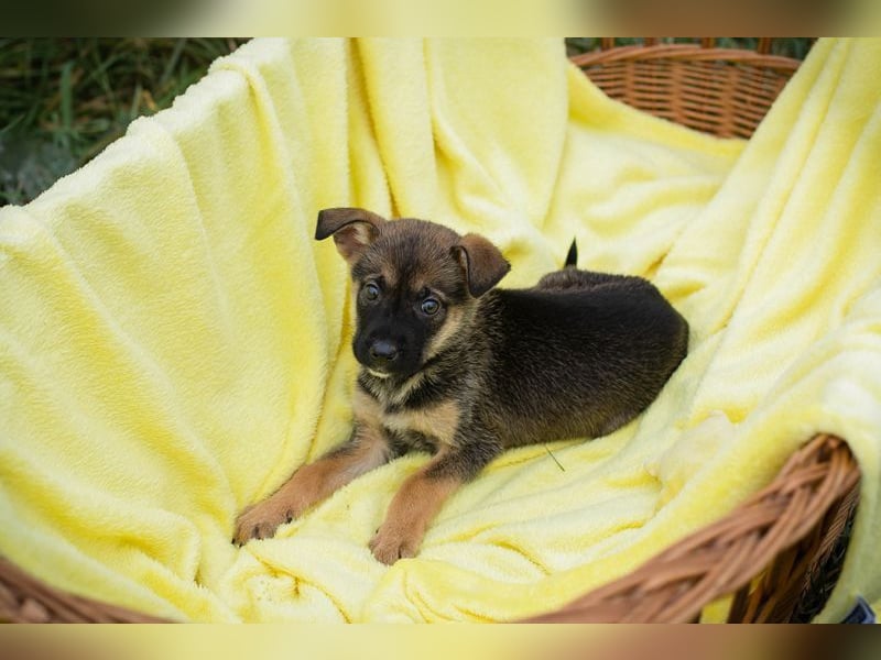 Welpe ELA - die kleine Maus freut sich auf ein tolles Leben bei einer liebevollen Familie