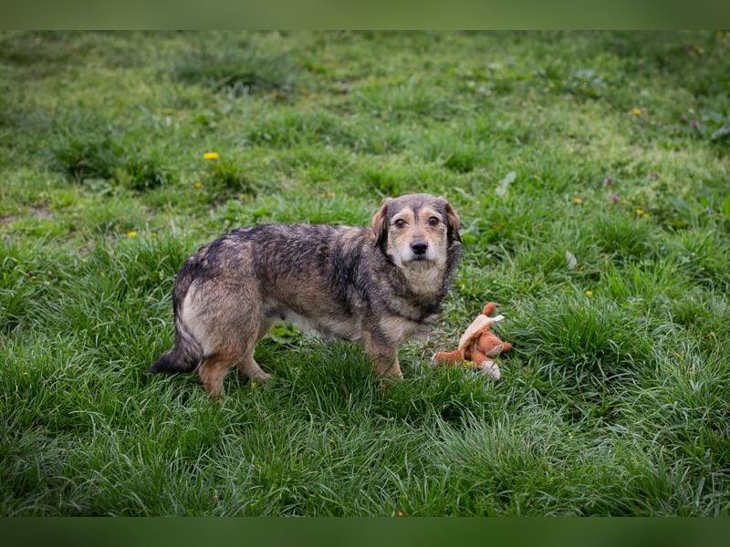 Motte - Kleines Hundemädel sucht Familie zum knuddeln und schmusen