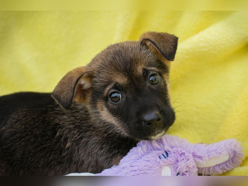 Welpe ELA - die kleine Maus freut sich auf ein tolles Leben bei einer liebevollen Familie