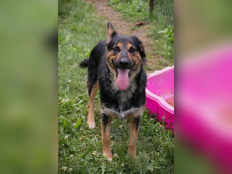 Arya Dora - die nette und freundliche Hündin sucht ihr eigenes Körbchen