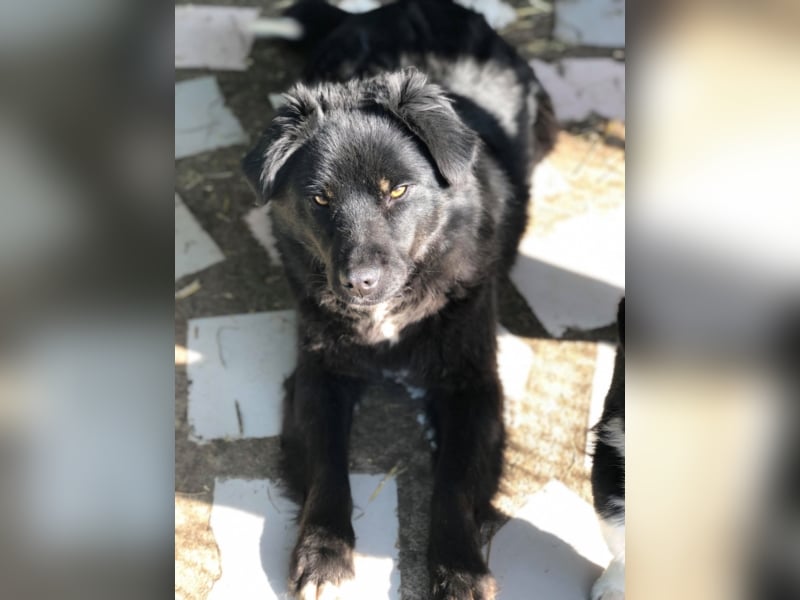 PFLEGESTELLEN FÜR HUNDE GESUCHT