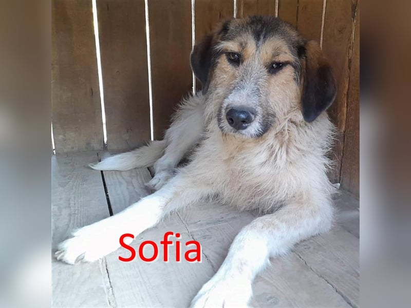 SOFIA ❤  wartet in 48431 Rheine auf Dich