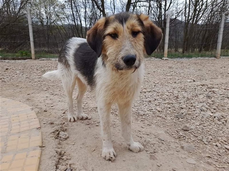 SOFIA ❤  wartet in 48431 Rheine auf Dich