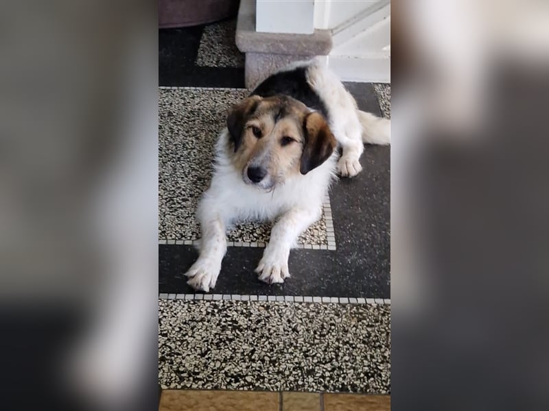 SOFIA ❤  wartet in 48431 Rheine auf Dich