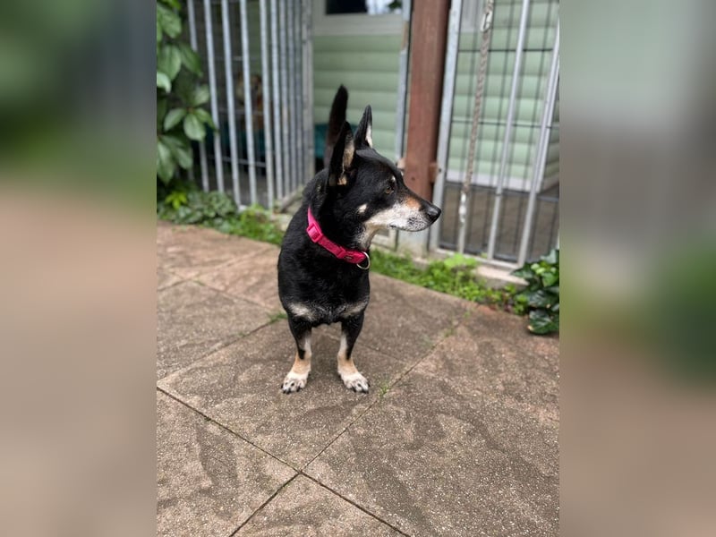 ♥LILA♥ neu auf PS bei Köln-hübsche, ganz liebe kleine Hündin, die eingeschläfert werden sollte 35 cm