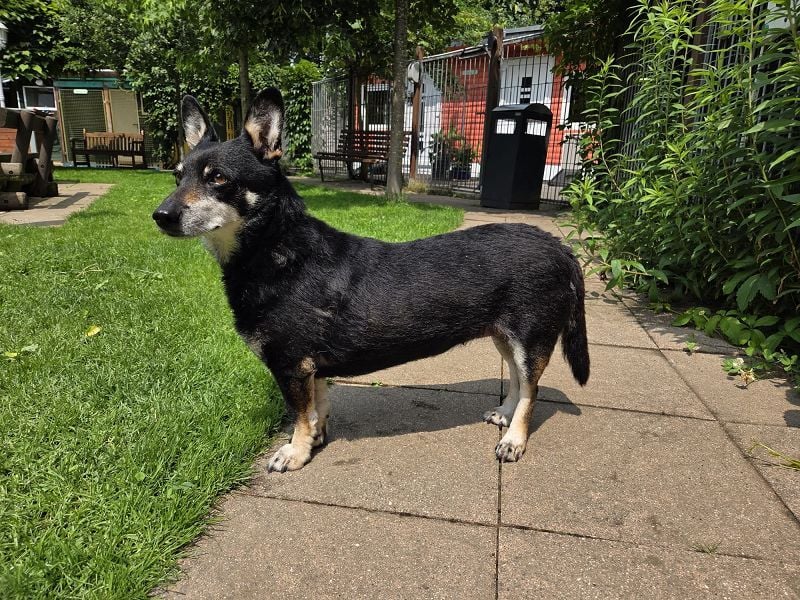♥LILA♥ neu auf PS bei Köln-hübsche, ganz liebe kleine Hündin, die eingeschläfert werden sollte 35 cm
