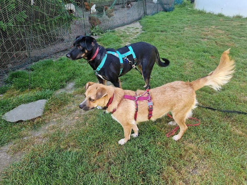 ♥FIORINA♥ auf Pflegestelle bei Köln - süße, noch etwas schüchterne Juniorin 53 cm