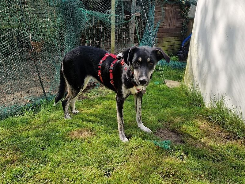 ♥INKY♥ auf Pflegestelle bei Köln - verschmuste, verspielte,ganz liebe, noch unsichere Juniorin 58 cm