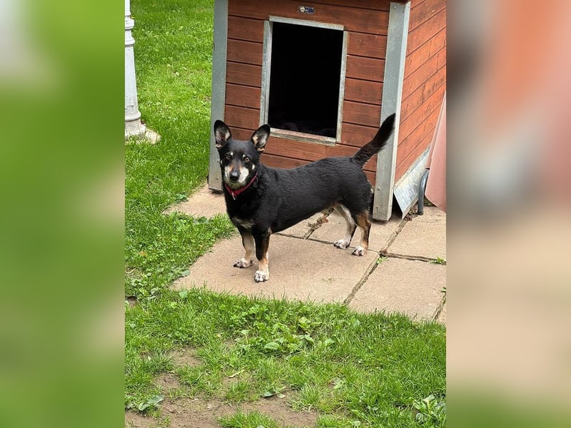♥LILA♥ neu auf PS bei Köln-hübsche, ganz liebe kleine Hündin, die eingeschläfert werden sollte 35 cm