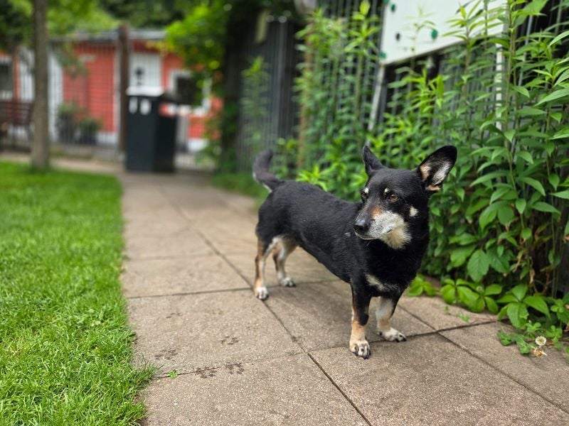 ♥LILA♥ neu auf Pflegestelle bei Köln - hübsche, ganz liebe kleine Hündin 35 cm
