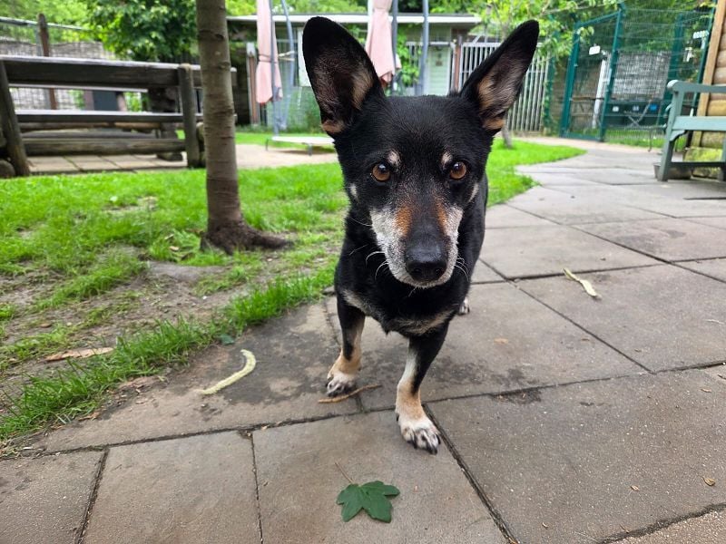 ♥LILA♥ neu auf PS bei Köln-hübsche, ganz liebe kleine Hündin, die eingeschläfert werden sollte 35 cm