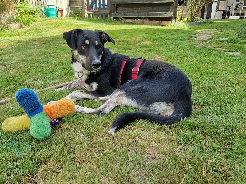 ♥INKY♥ auf Pflegestelle bei Köln - verschmuste, verspielte,ganz liebe, noch unsichere Juniorin 58 cm