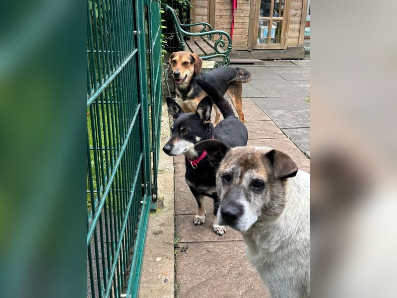 ♥LILA♥ neu auf PS bei Köln-hübsche, ganz liebe kleine Hündin, die eingeschläfert werden sollte 35 cm