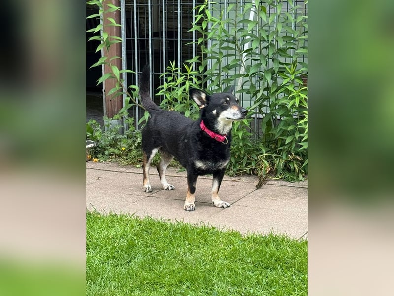 ♥LILA♥ neu auf PS bei Köln-hübsche, ganz liebe kleine Hündin, die eingeschläfert werden sollte 35 cm