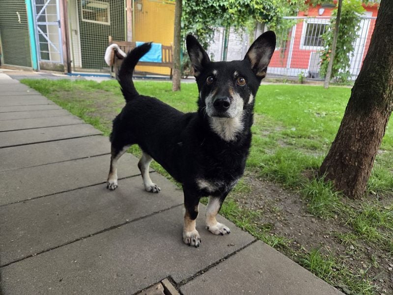 ♥LILA♥ neu auf PS bei Köln-hübsche, ganz liebe kleine Hündin, die eingeschläfert werden sollte 35 cm