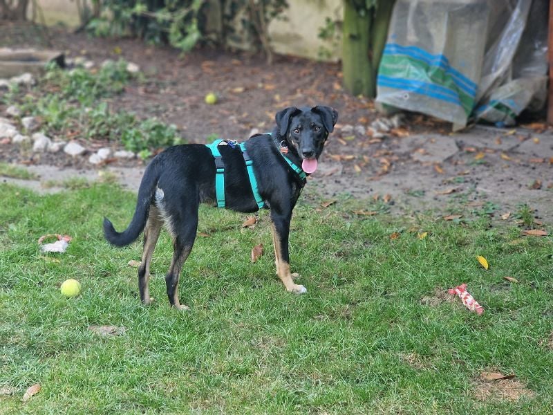 ♥FIORINA♥ auf Pflegestelle bei Köln - süße, noch etwas schüchterne Juniorin 53 cm