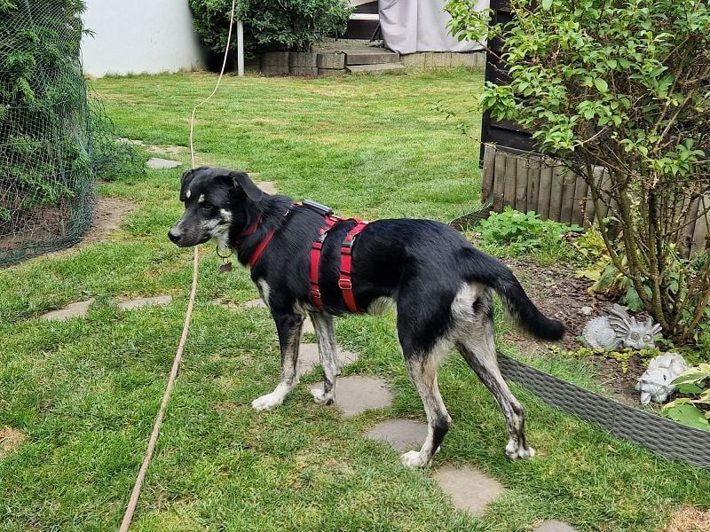 ♥INKY♥ auf Pflegestelle bei Köln - verschmuste, verspielte,ganz liebe, noch unsichere Juniorin 58 cm