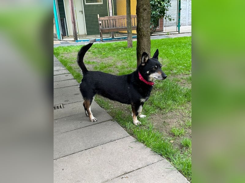 ♥LILA♥ neu auf PS bei Köln-hübsche, ganz liebe kleine Hündin, die eingeschläfert werden sollte 35 cm
