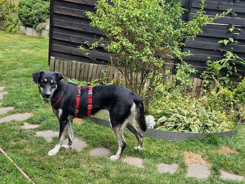 ♥INKY♥ auf Pflegestelle bei Köln - verschmuste, verspielte,ganz liebe, noch unsichere Juniorin 58 cm
