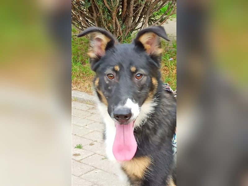 Bianca❤️sucht dringend eine erfahrene Pflege- oder Endstelle