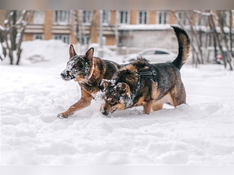 Whiskey❤️& Brandon❤️ –  Mutter und Sohn unzertrennlich