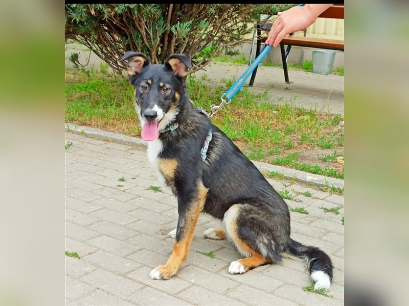 Bianca❤️sucht dringend eine erfahrene Pflege- oder Endstelle
