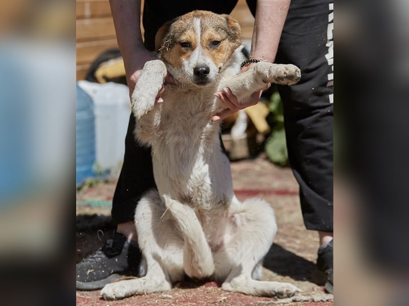 Liebenswerte Tierschutzhündin Irmgard❤️sucht Körbchen fürs Leben