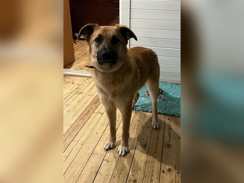 Judy❤️, eine Herzenshündin, gerettet aus der Kälte