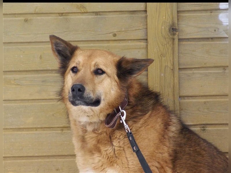 Vita ❤️ sensibler Schatz sucht geduldiges Zuhause